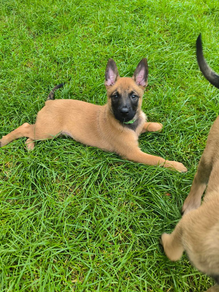 Du Domaine Des Charbonnés - Chiots disponibles - Berger Belge